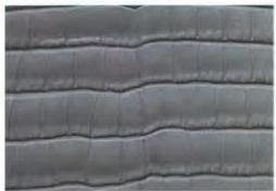 Hermes Leather Types-American alligator in shiny rouge grenat—umbilical scar visible, smaller rectangular scales, used for special-order Constance.