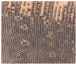 Hermes Leather Types-Varanus lizard in shiny lime—micro-dot scale pattern with natural backbone line, reserved for minaudières and tiny clutches.